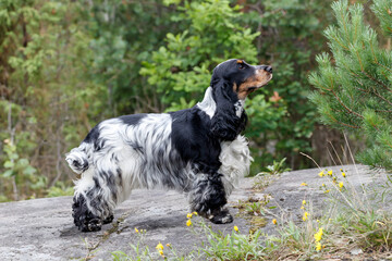 Portrait of a purebred English Cocker Spaniel. Wildlife. Summer. The dog stands on a rocky plateau and looks ahead. His coat is blue roan. Trees are visible in the background.