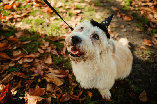 Happy dog wearing witch hat in autumn park