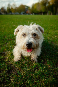 Happy dog resting on grass in Chiswick Park