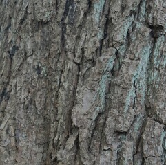 grobe Baumrinde, Hintergrund