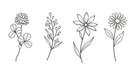 Botanical Line Art Clover, Berries, and Daisy Flower Illustrations © Muflif