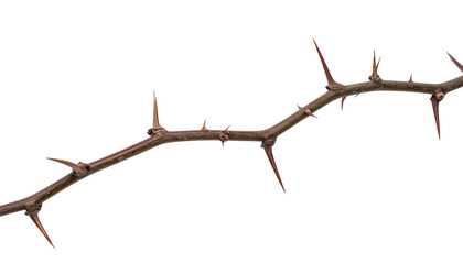 a thorny branch of a tree isolated on transparent background