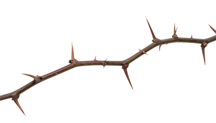 a thorny branch of a tree isolated on transparent background