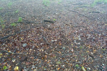 落葉の絨毯が広がる森