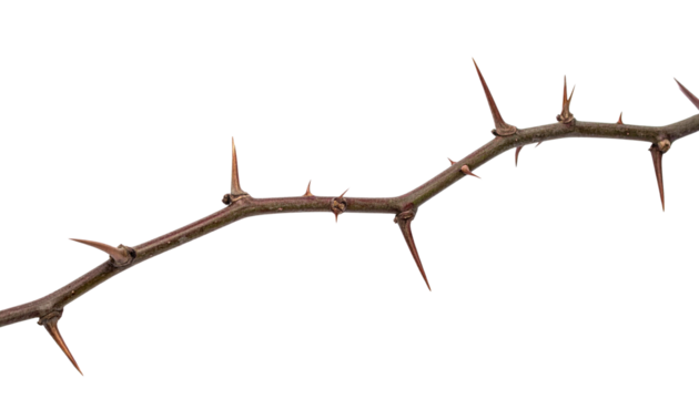 a thorny branch of a tree isolated on transparent background