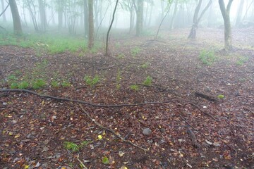 落葉の絨毯が広がる森