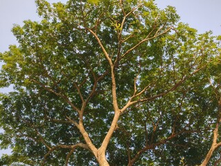 Rain trees have the benefits of absorbing carbon dioxide, preventing erosion, maintaining water reserves, providing wood for furniture, helping cool the air in urban areas and providing tranquility an