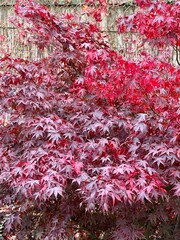 A vivid Japanese maple tree bursts with deep red and purple foliage in a garden setting. Autumn&rsquo;s rich colours contrast against a rustic fence and green background, creating seasonal visual drama.