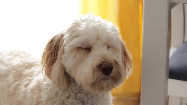 Closeup of barking dog at home, strong emotion captured through sound and body language, useful for pet training, psychology or animal instinct visuals.