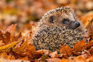 Curious Hedgehog Among Autumn Leaves