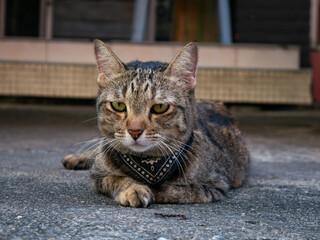 Tabby cat wearing black bandana collar lying on concrete ground looking directly at camera with green eyes