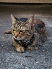 Tabby cat wearing black bandana collar lying on concrete ground looking directly at camera with green eyes