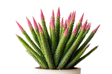 Green succulent plant with pink tips isolated on transparent background. Distinctive houseplant with elongated tail-like stems covered in tiny spines isolated on white background.
