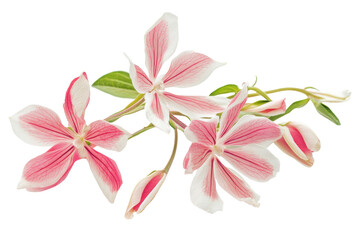 Fototapeta premium Delicate pink flowers and buds isolated on transparent background.