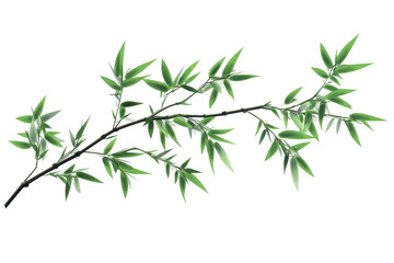Naklejka premium Green bamboo branch with leaves isolated on transparent background. Bamboo leaves isolated on white background.