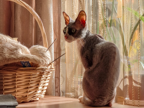 A domestic cat basks in the sun next to a basket of knitting