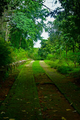 path in the woods