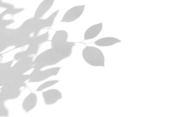 shadow overlay effect of natural tree leaves shadow over on white wall background,realistic summer sunlight abstract shadow overlay