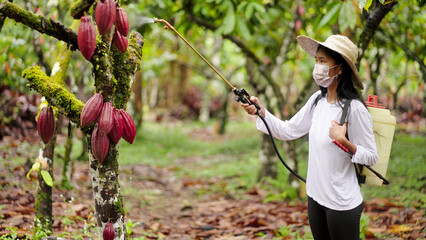 Southeast asian woman cacao farmer spraying pesticides on tree and pods in plantation, farm or field with sprayer in Indonesia, asia © Spice Footage