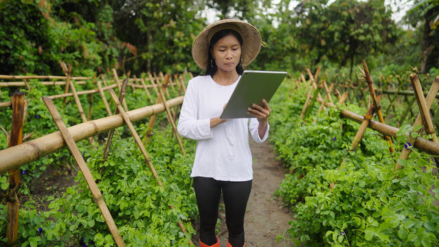 Asian farmer woman with tablet in field, conical hat, young adult female with technology on farm or plantation in rural southeast asia