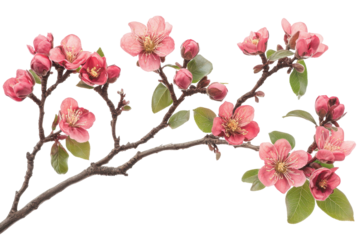 Delicate pink quince flowers on a branch isolated on transparent background. Detailed view of pink almond flowers and buds on a leafless blurred branch isolated on white background.