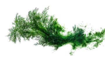 Green fern frond isolated on transparent background. Fresh dill isolated on white background.