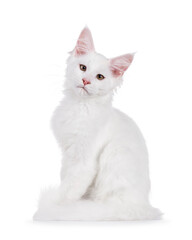 Fototapeta premium White Maine Coon cat kitten, sitting up side ways. Looking towards camera. Isolated on a white background