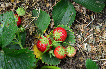 Fresh Strawberries Growing in the Garden top view