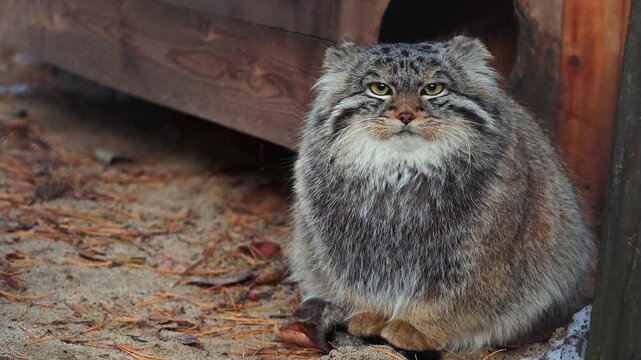 fluffy Pallas's cat with bright yellow eyes stares intently at the camera. The cat is sitting near a wooden structure, creating a rustic setting