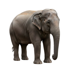 Obraz premium Adorable realistic elephant standing sideways and looking at the camera on white background, full body, perfect for wildlife, zoo, or nature concepts.