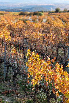 Rioja landscape with vineyard terraces at sunset showing vine leaves turning gold and grape harvest season around local winery creating autumn wine vintage atmosphere full of warmth and harmony