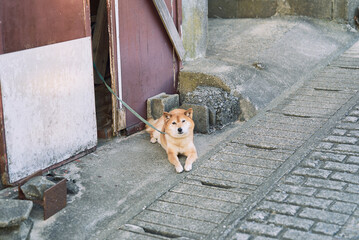 Shiba Inu Dog Sitting by an Old Japanese House