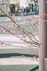 Pink Plum Blossoms Blooming on Street Corner in Early Spring