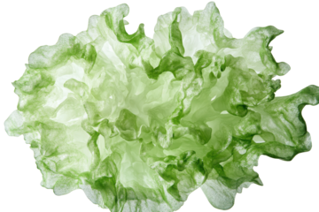 Fresh green lettuce leaf isolated on transparent background. Frillice iceberg lettuce isolated on white background.
