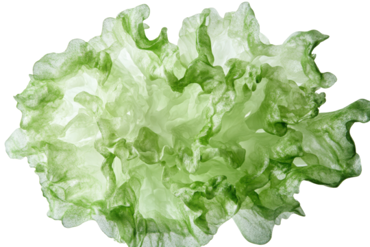 Fresh green lettuce leaf isolated on transparent background. Frillice iceberg lettuce isolated on white background.