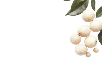 Fresh lansium parasiticum fruits with green leaves isolated on transparent background.