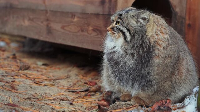 fluffy Pallas's cat Manul sits alertly on sandy ground, its striking yellow eyes and dense grey fur highlighted before it turns and enters a wooden shelter