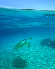 Obraz premium Sea Turtle Swimming Over a Caribbean Reef