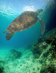 Obraz premium a sea turtle on a reef