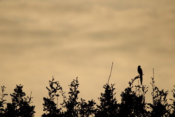 Common magpie (pica pica) Sitting on top of a tree on a beautiful golden sunlit sky background. Magpie silhouette on a sunset background 