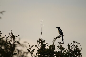 Common magpie (pica pica) Sitting on top of a tree on a beautiful golden sunlit sky background. Magpie silhouette on a sunset background 