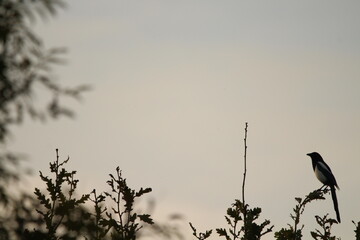 Common magpie (pica pica) Sitting on top of a tree on a beautiful golden sunlit sky background. Magpie silhouette on a sunset background 