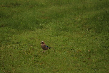 Jay, Garrulus glandarius, single bird on a grass searching for food