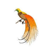 toucan isolated on white