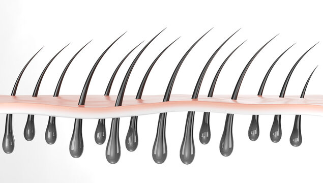 Human skin structure, hair follicle, skin layers. 3d illustration.