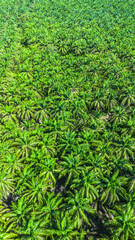 Drone view of tropical palm forest, Costa Rica