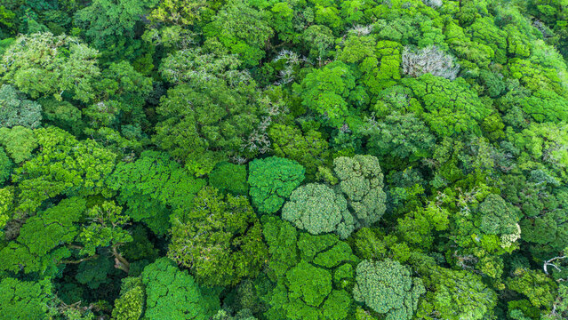 Aerial view of tropical rainforest canopy, Costa Rica