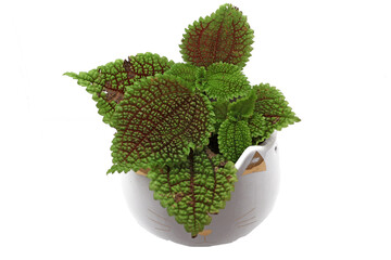 une plante verte pour l intérieur