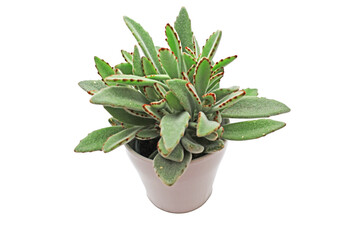 une plante grasse aux feuilles bordée de rouge