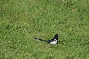 Eurasian magpie (pica pica) on a green grass background 